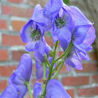 Aconitum carmichaelii 'Spatlese' <br>MONK'S HOOD, WOLF'S BANE LIGHT BLUE ACONITE