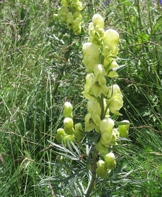aconitum_anthora
