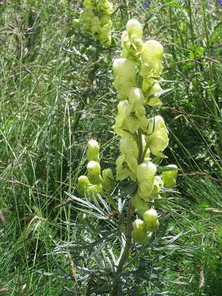 Aconitum anthora <br>GOLD MONK'S HOOD