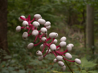 Actaea pachypoda <br>DOLL'S EYES 'SILVER LEAF'