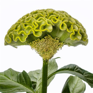 Celosia cristata <br>CELOSIA GREEN ACT CUT FLOWER, COCKSCOMB, BRAINS FLOWER