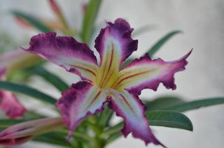 Adenium obesum <br>SHOWY DESERT ROSE, IMPALA LILY PURPLE MIX