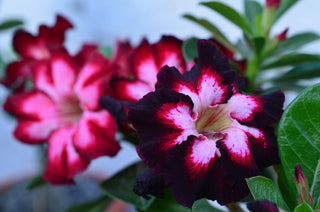 Adenium obesum <br>SHOWY DESERT ROSE, IMPALA LILY MIX HYBRIDS