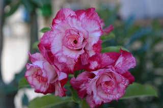 Adenium obesum <br>SHOWY DESERT ROSE, IMPALA LILY MIX HYBRIDS
