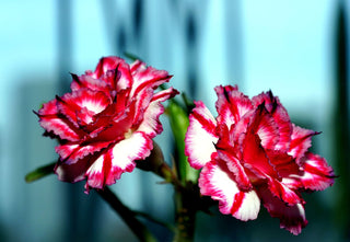 Adenium obesum <br>SHOWY DESERT ROSE, IMPALA LILY MIX HYBRIDS