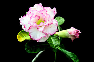 Adenium obesum <br>SHOWY MIX DESERT ROSE, IMPALA LILY