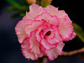 Adenium obesum <br>SHOWY DESERT ROSE, IMPALA LILY MIX HYBRIDS