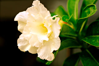 Adenium obesum <br>SHOWY MIX DESERT ROSE, IMPALA LILY