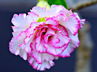 Adenium obesum <br>SHOWY MIX DESERT ROSE, IMPALA LILY