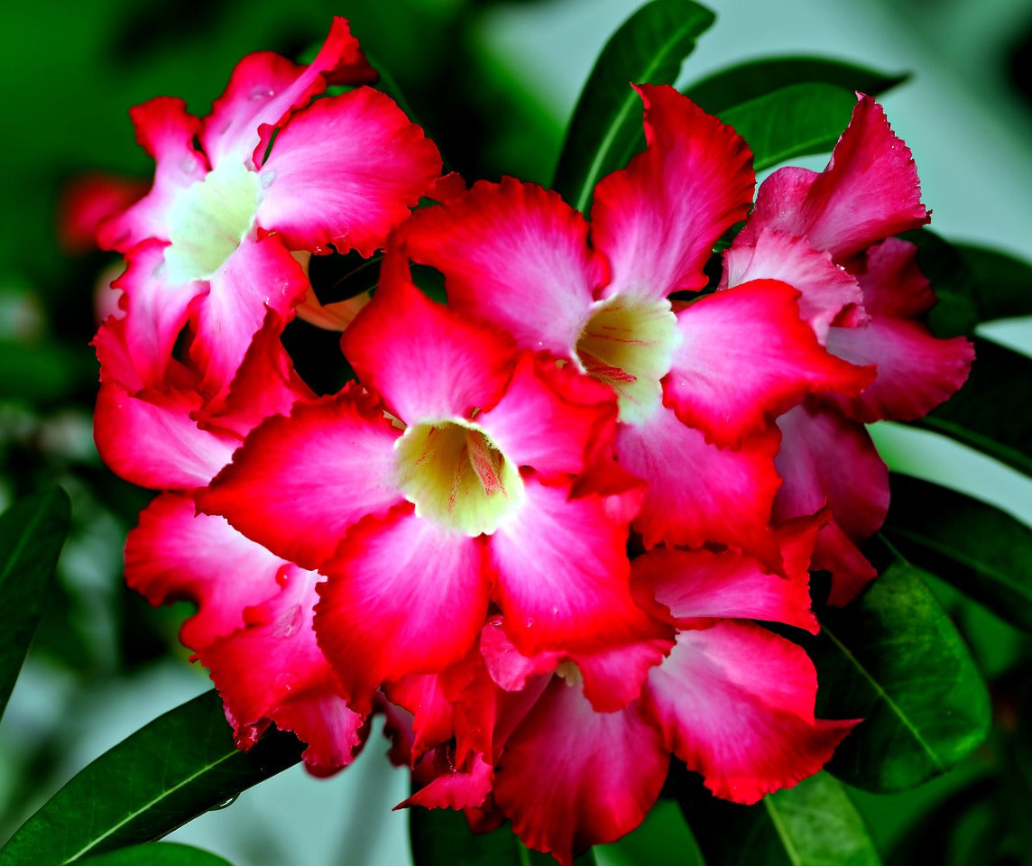 impala lily flower Adenium multiflorum DESERT ROSE, IMPALA LILY – Ferri Seeds