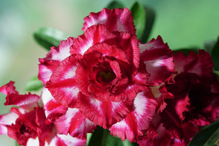 Adenium obesum <br>SHOWY DESERT ROSE, IMPALA LILY MIX HYBRIDS