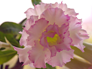 Adenium obesum <br>SHOWY DESERT ROSE, IMPALA LILY MIX HYBRIDS
