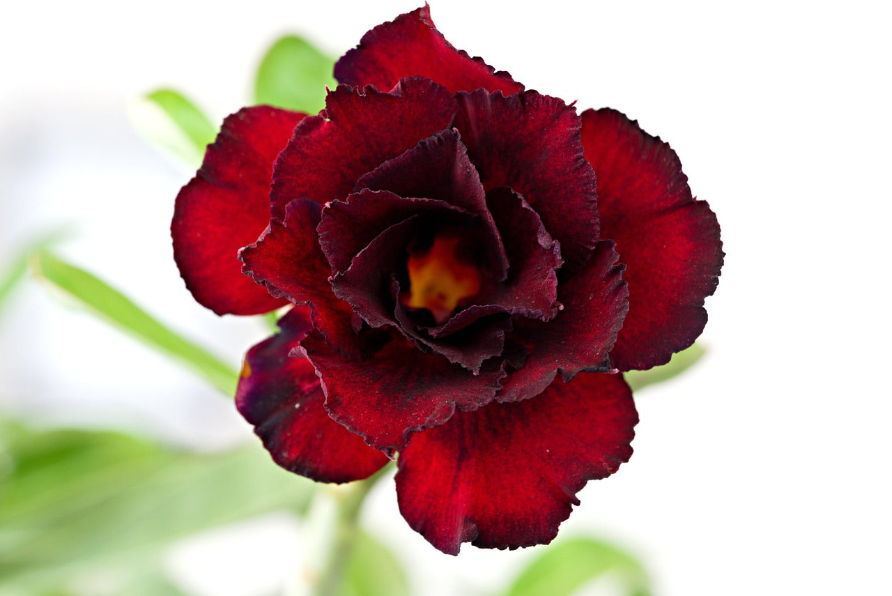 Adenium Obesum 'Black Steel' – Woestijnroos Met Zwarte Bloemen – Zeldzame Caudexplant – 3 Zaden – Inclusief Zaai-instructies – Vers Zaad