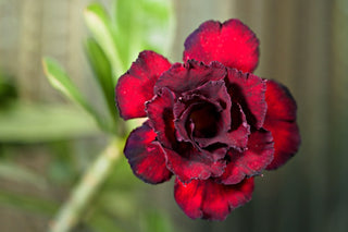 Adenium obesum <br>SHOWY DESERT ROSE, IMPALA LILY MIX HYBRIDS