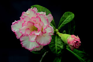 Adenium obesum <br>SHOWY MIX DESERT ROSE, IMPALA LILY