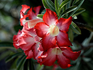 Adenium obesum <br>SHOWY DESERT ROSE, IMPALA LILY MIX HYBRIDS
