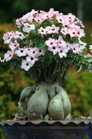 Adenium obesum <br>SHOWY MIX DESERT ROSE, IMPALA LILY