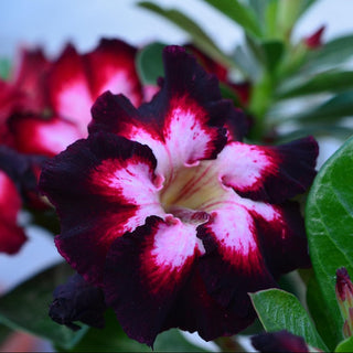 impala lily black