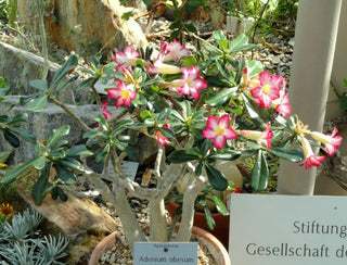 Adenium obesum <br>DESERT ROSE, IMPALA LILY