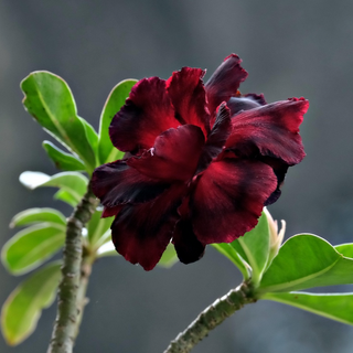 adenium triple black