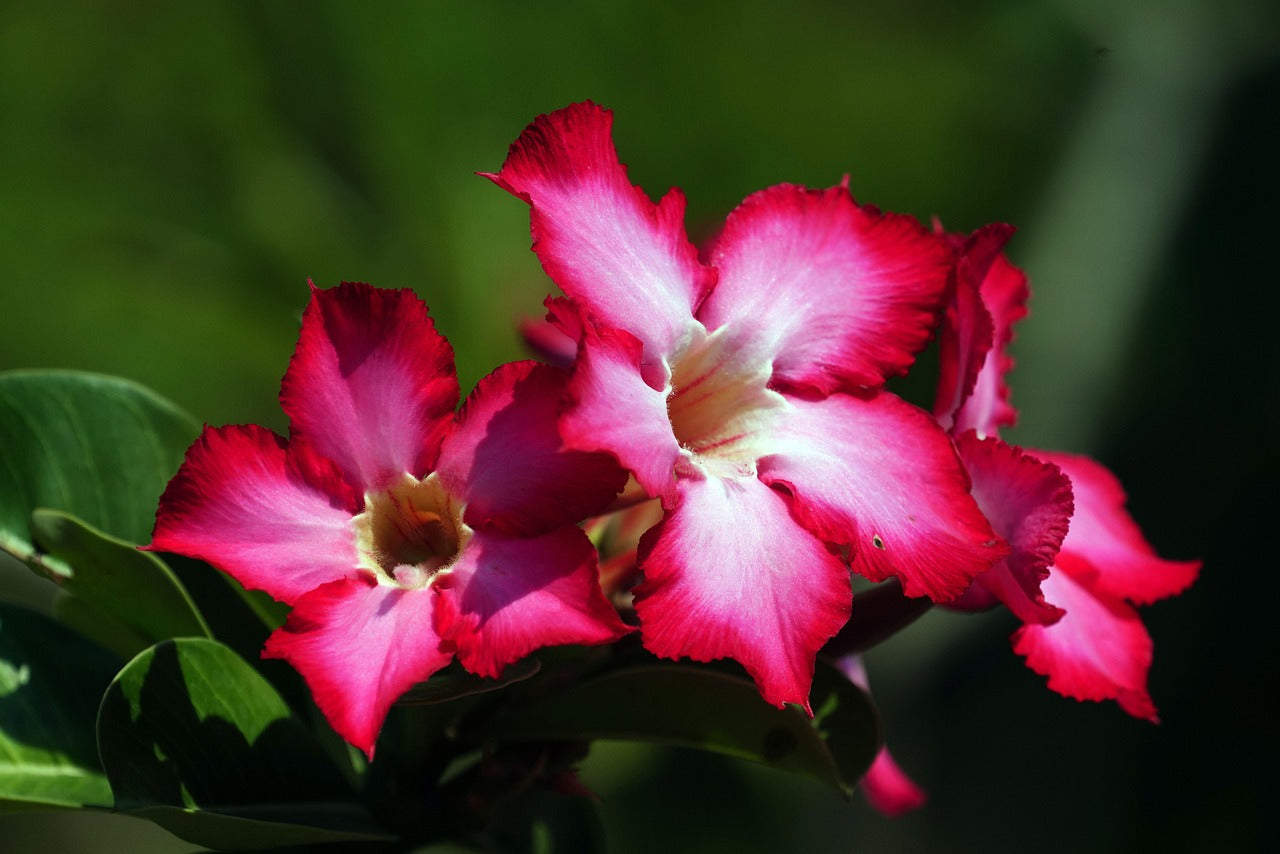 The Impala Lily (Adenium Multiflorum) Grows In Northern South Africa And Swaziland, Mozambique - Foto 4