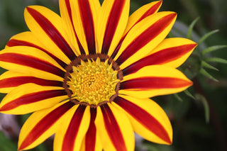 Gazania ringens <br>GAZANIA MIX