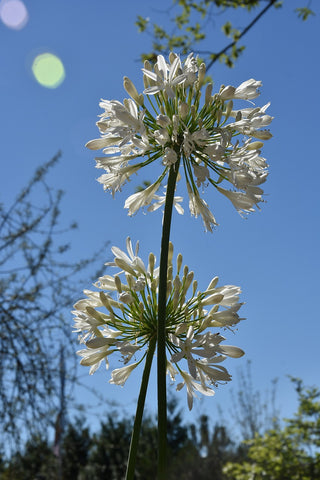 Agapanthus africanus <br>WHITE LILY Of THE NILE, AFRICAN LILY