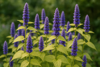 Agastache foeniculum 