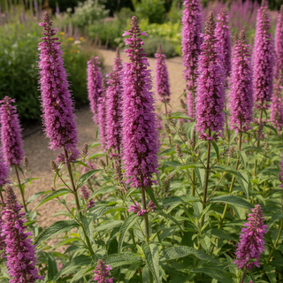 Agastache pallida <br>HYSSOP GLOBETROTTER