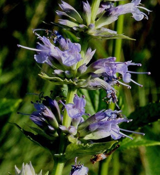 Agastache scrophulariaefolia <br>PURPLE GIANT HYSSOP