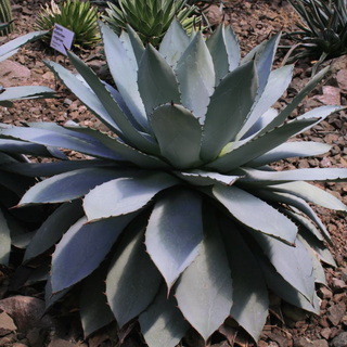 Agave potatorum <br>PURPLE HAZE AGAVE