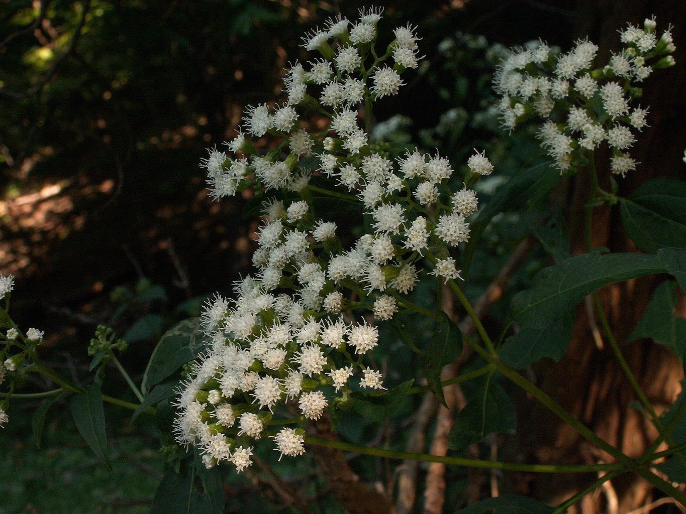 eupatorium altissima Eupatorium rugosum WHITE SNAKEROOT, RICHWEED, SANICLE – Ferri Seeds