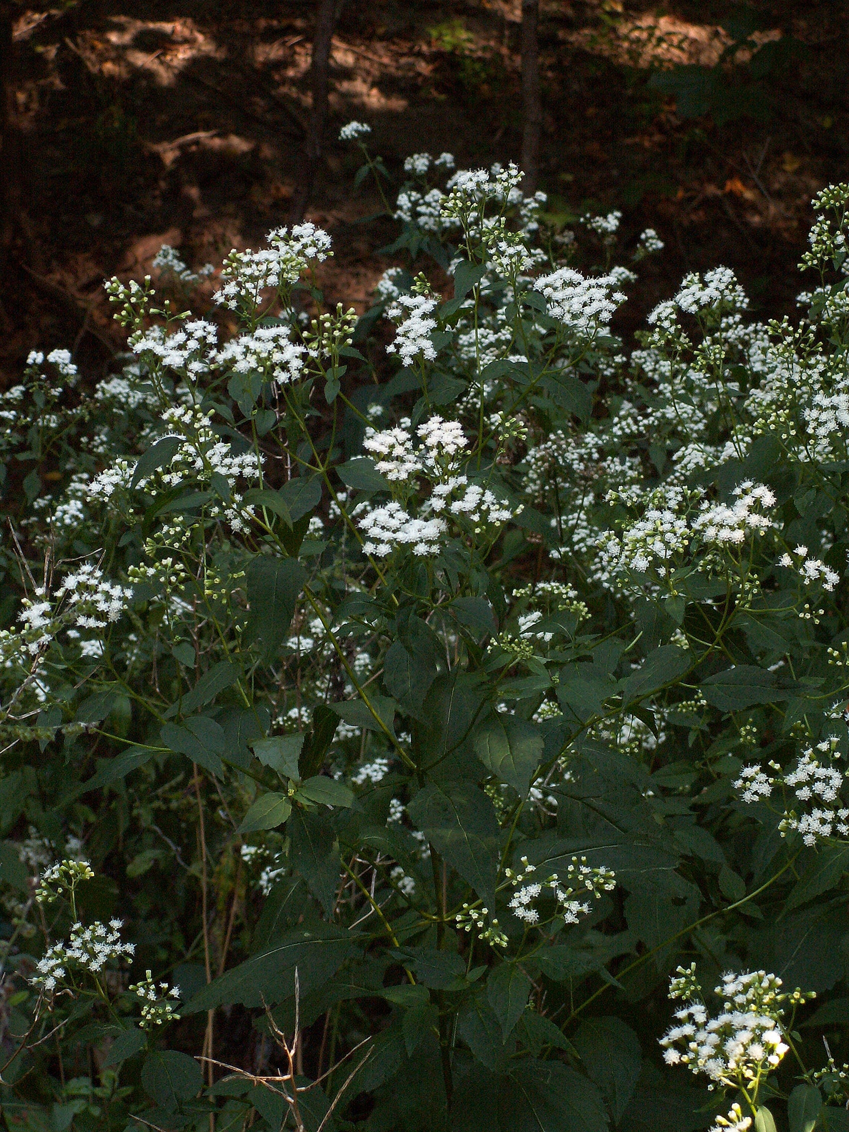 eupatorium altissima Eupatorium rugosum WHITE SNAKEROOT, RICHWEED, SANICLE – Ferri Seeds
