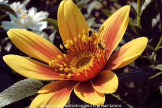 Helianthoides scabra <br>HELIOPSIS 'BURNING HEARTS'