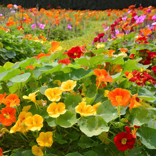 Tropaeolum majus <br>NASTURTIUM CLIMBING