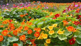 Tropaeolum majus <br>NASTURTIUM CLIMBING