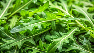 Eruca sativa <br>ARUGULA LETTUCE