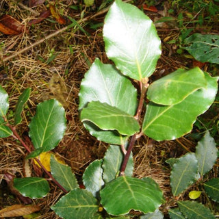 Laurus nobilis <br>BAY LEAF, BAY LAUREL, SWEET BAY, GRECIAN LAUREL