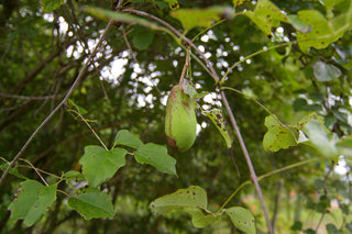 Akebia trifoliata <br>CHOCOLATE VINE, THREE LEAF