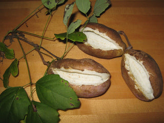 Akebia trifoliata <br>CHOCOLATE VINE, THREE LEAF