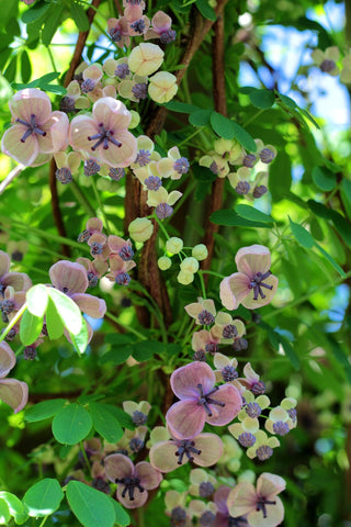 Akebia quinata <br>CHOCOLATE VINE, FIVE LEAF