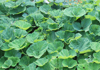 Petasites hybridus <br>BUTTERBER PINK-FLOWERED, FUKI