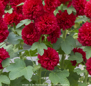 Alcea rosea <br>DOUBLE RED HOLLYHOCK