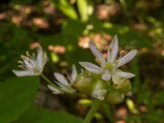 Allium canadense <br>CANADIAN WILD MEADOW GARLIC