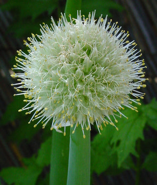 Allium fistulosum <br>WELSH ONION