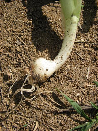 Allium triquetrum <br>THREE CORNERED LEEK