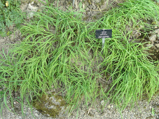 Allium tuberosum <br>GARLIC CHIVES, CHINESE CHIVES