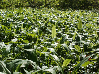 Allium ursinum <br>RAMSON'S WILD GARLIC