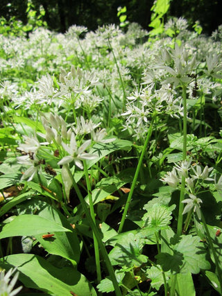 Allium ursinum <br>RAMSON'S WILD GARLIC
