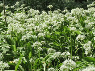 Allium ursinum <br>RAMSON'S WILD GARLIC